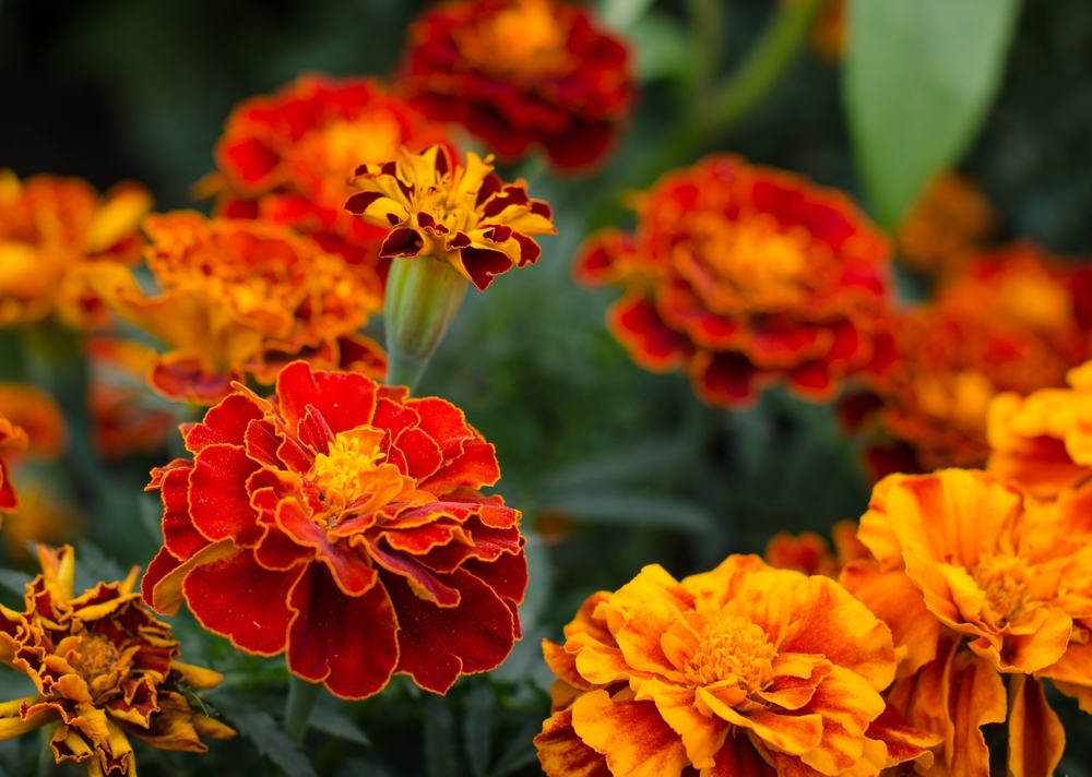 All about marigolds - Frosts