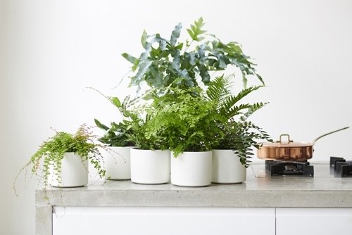 Houseplant of the month: Ferns