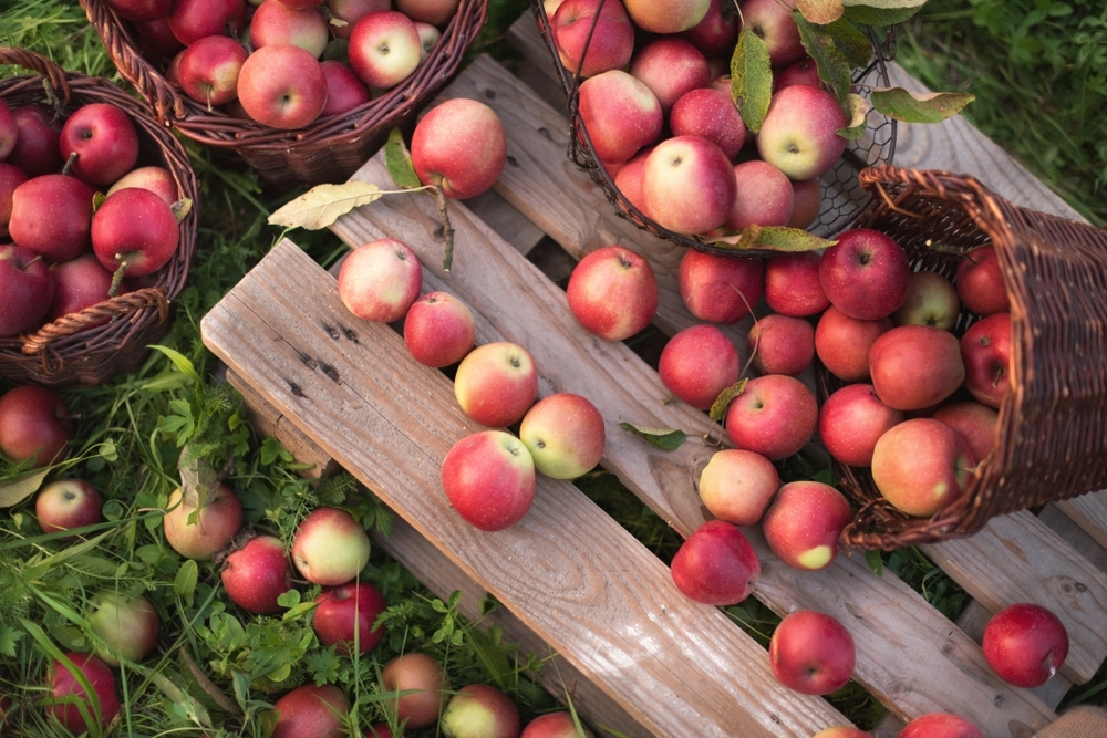 How to harvest and store apples Frosts