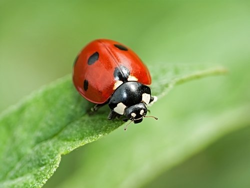 ladybird summer cycle