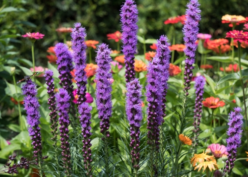 Top 10 summer flower bulbs to grow