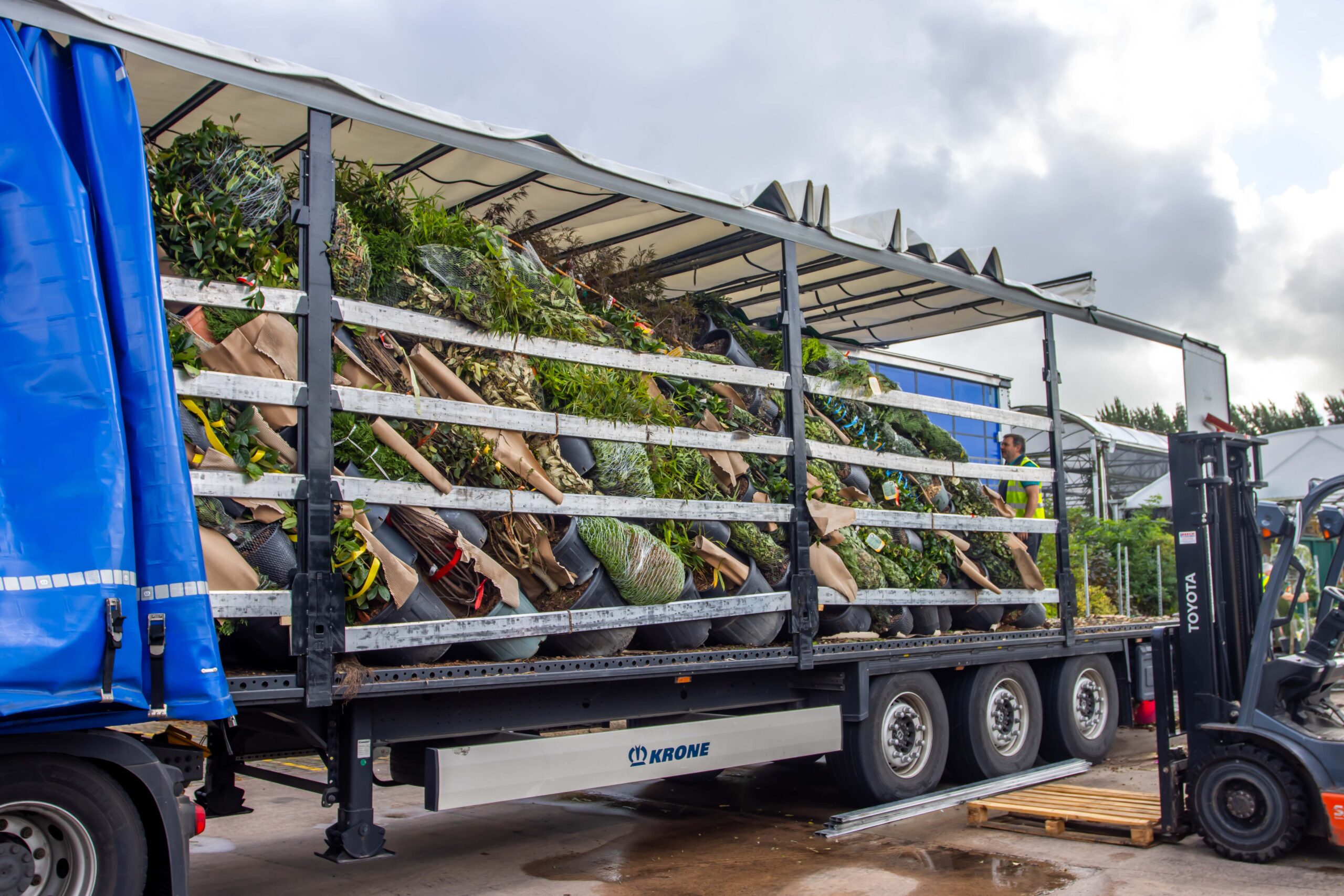 The Italian tree order is here!